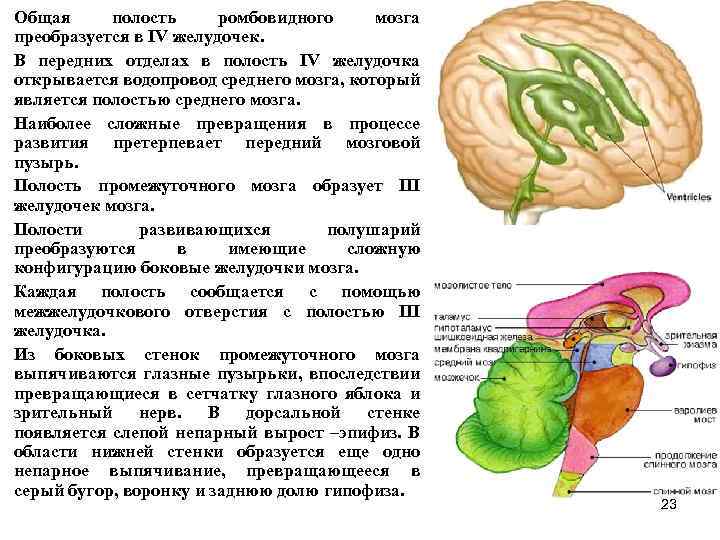 Общая полость ромбовидного мозга преобразуется в IV желудочек. В передних отделах в полость IV