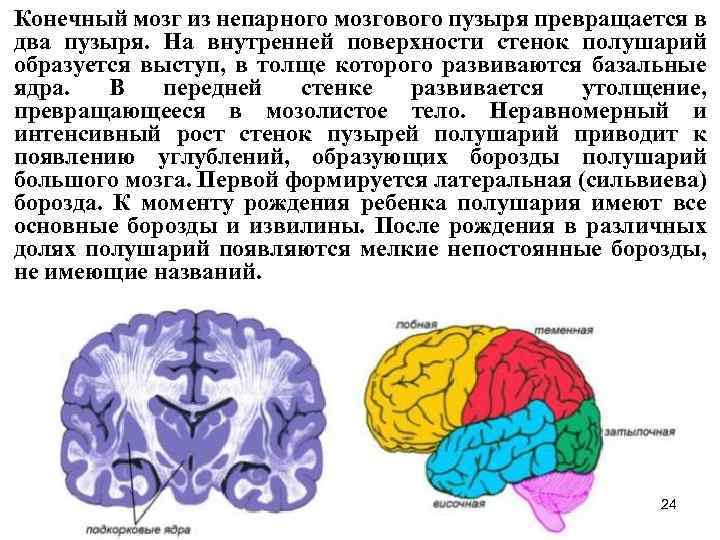 Конечный мозг из непарного мозгового пузыря превращается в два пузыря. На внутренней поверхности стенок