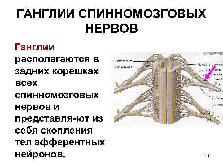 ГАНГЛИИ СПИННОМОЗГОВЫХ НЕРВОВ Ганглии располагаются в задних корешках всех спинномозговых нервов и представля-ют из