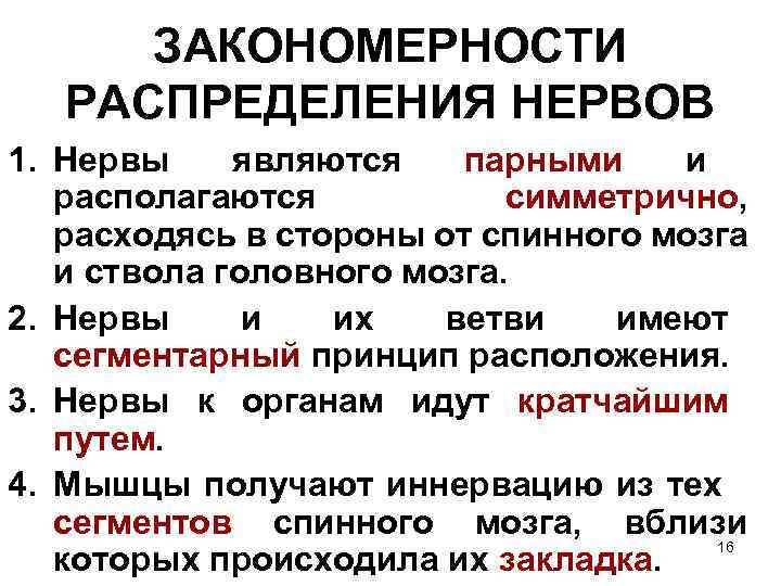 ЗАКОНОМЕРНОСТИ РАСПРЕДЕЛЕНИЯ НЕРВОВ 1. Нервы являются парными и располагаются симметрично, расходясь в стороны от