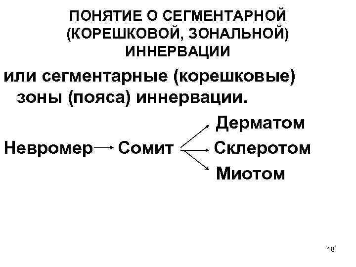 ПОНЯТИЕ О СЕГМЕНТАРНОЙ (КОРЕШКОВОЙ, ЗОНАЛЬНОЙ) ИННЕРВАЦИИ или сегментарные (корешковые) зоны (пояса) иннервации. Дерматом Невромер