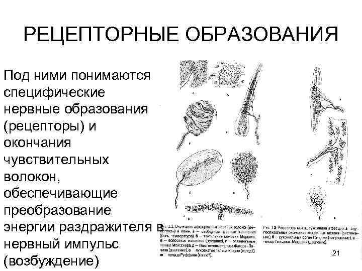 РЕЦЕПТОРНЫЕ ОБРАЗОВАНИЯ Под ними понимаются специфические нервные образования (рецепторы) и окончания чувствительных волокон, обеспечивающие