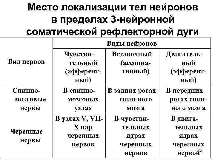 Место локализации тел нейронов в пределах 3 -нейронной соматической рефлекторной дуги Вид нервов Спинномозговые