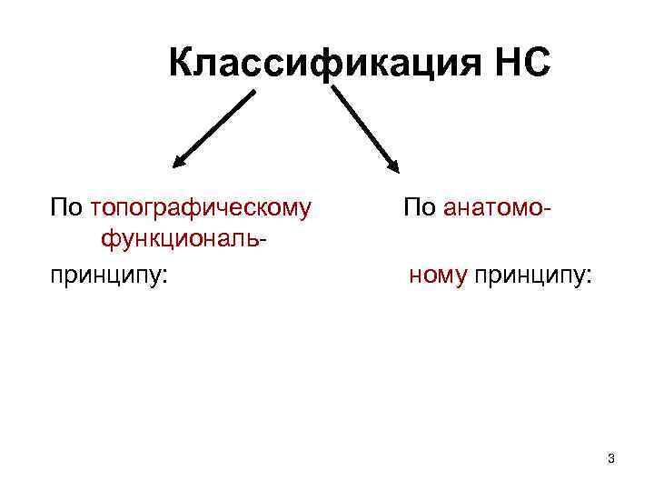 Классификация НС По топографическому функциональпринципу: По анатомоному принципу: 3 