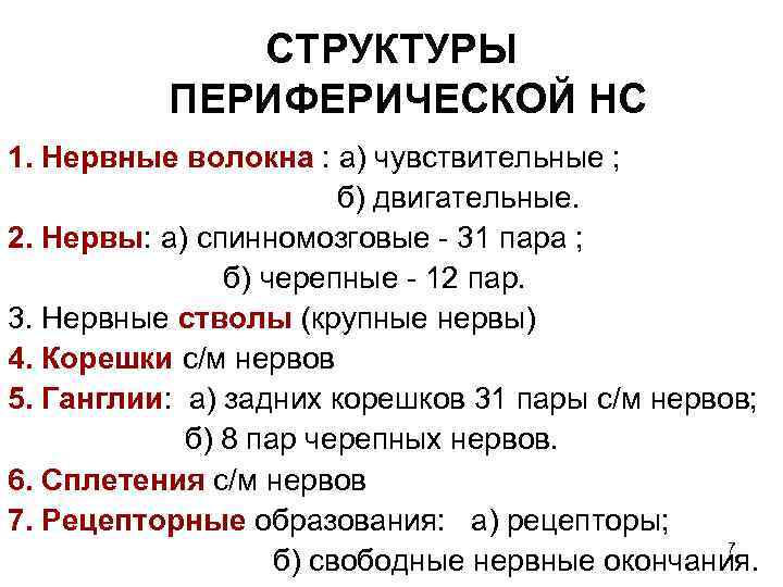 СТРУКТУРЫ ПЕРИФЕРИЧЕСКОЙ НС 1. Нервные волокна : а) чувствительные ; б) двигательные. 2. Нервы: