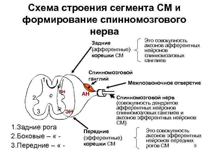 Схема строения сегмента СМ и формирование спинномозгового нерва Задние (афферентные) корешки СМ Это совокупность