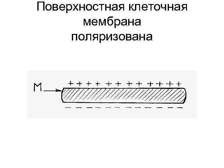 Поверхностная клеточная мембрана поляризована 