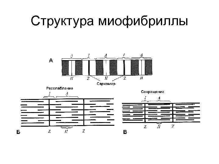 Структура миофибриллы 