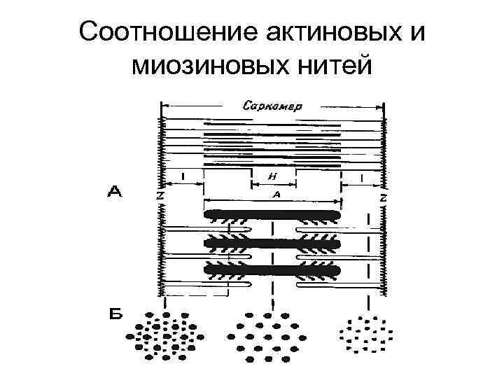 Соотношение актиновых и миозиновых нитей 