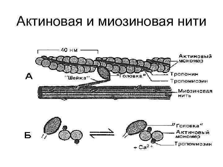 Актиновая и миозиновая нити 