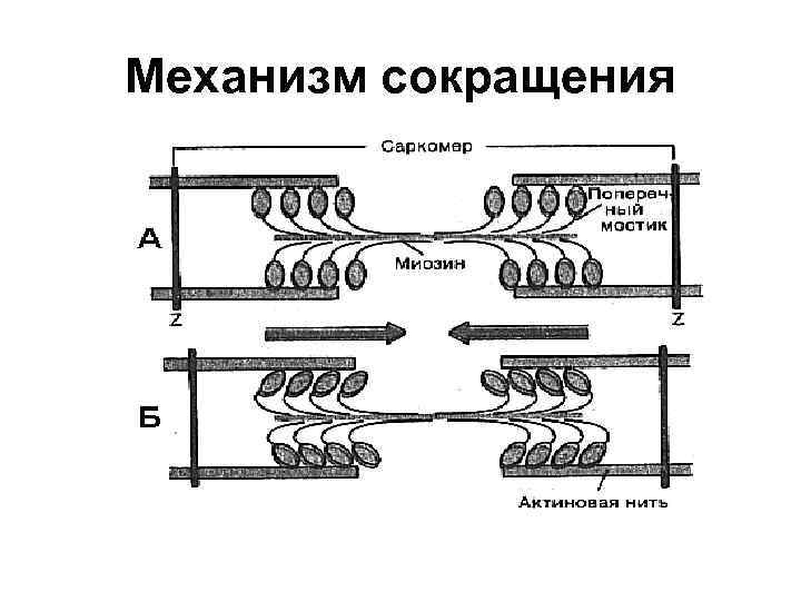 Механизм сокращения 