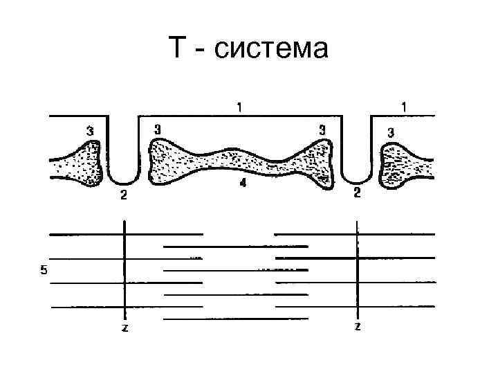 Т - система 