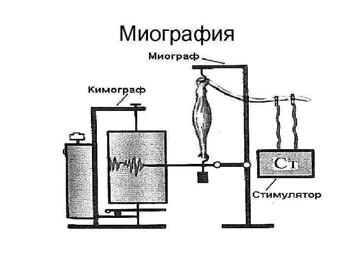 Миография 