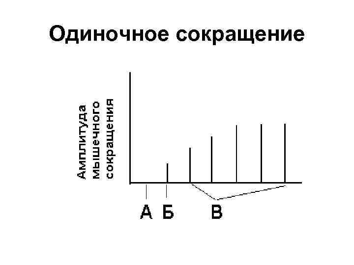 Одиночное сокращение 