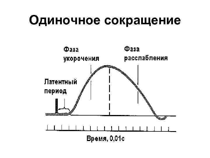 Одиночное сокращение 