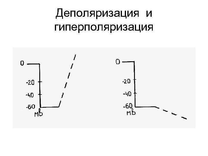 Деполяризация и гиперполяризация 