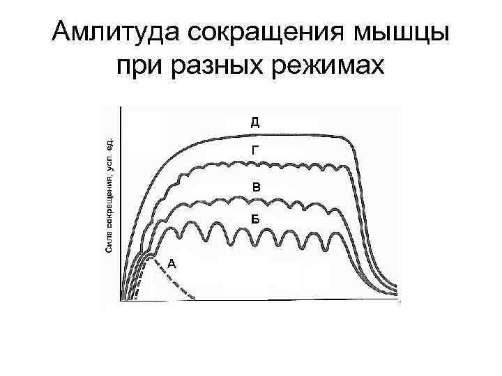 Амлитуда сокращения мышцы при разных режимах 