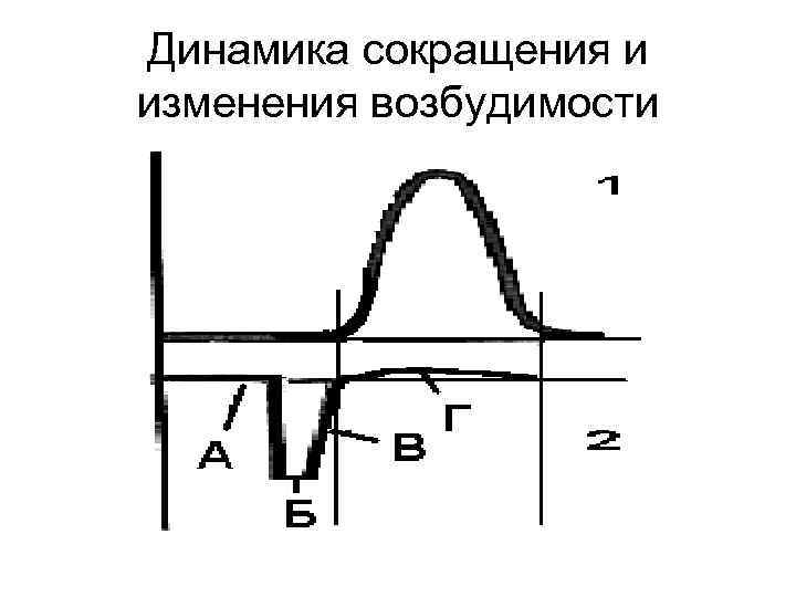 Динамика сокращения и изменения возбудимости 