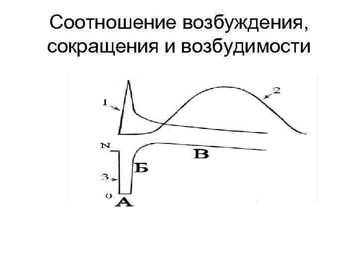 Соотношение возбуждения, сокращения и возбудимости 