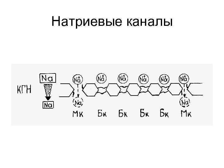 Натриевые каналы 