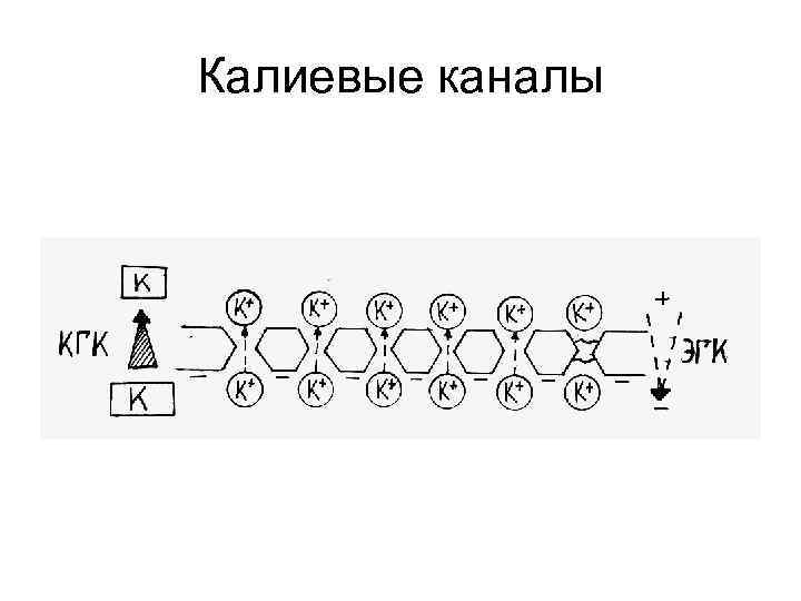 Калиевые каналы 