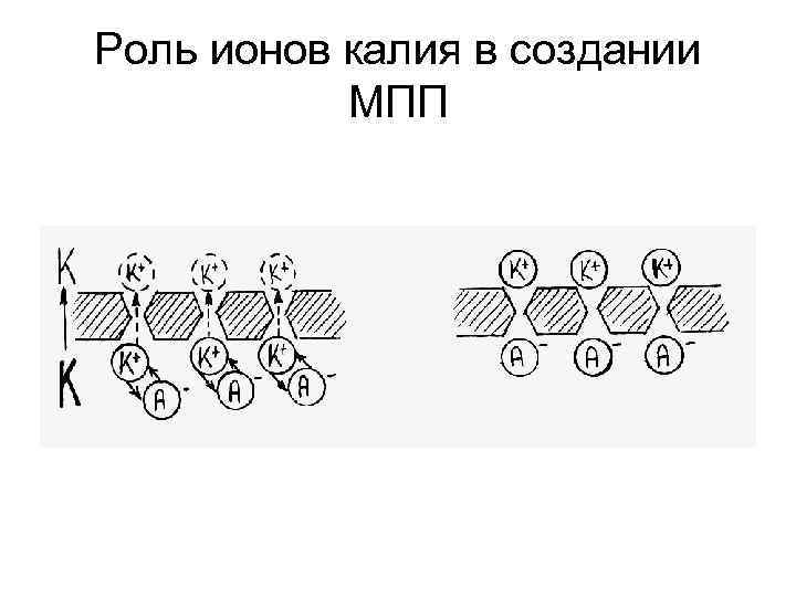 Роль ионов калия в создании МПП 