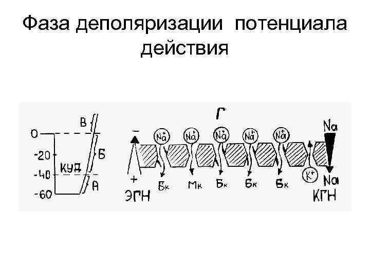 Фаза деполяризации потенциала действия 