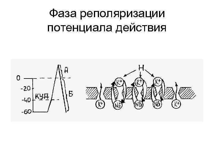 Фаза реполяризации потенциала действия 