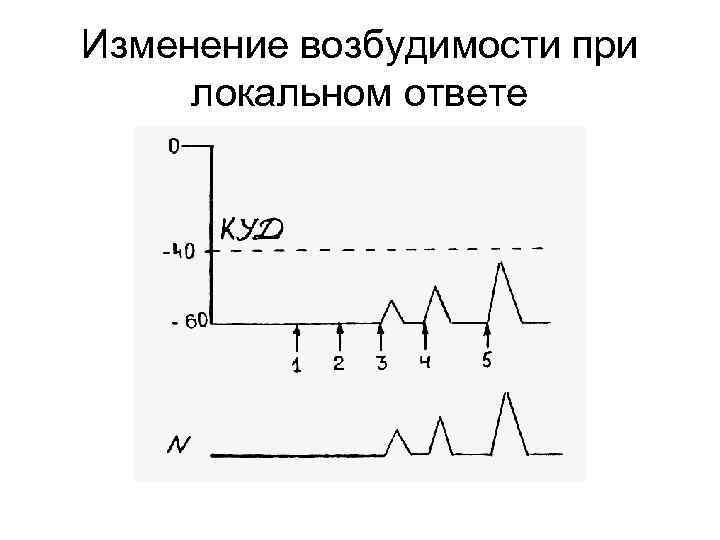Изменение возбудимости при локальном ответе 