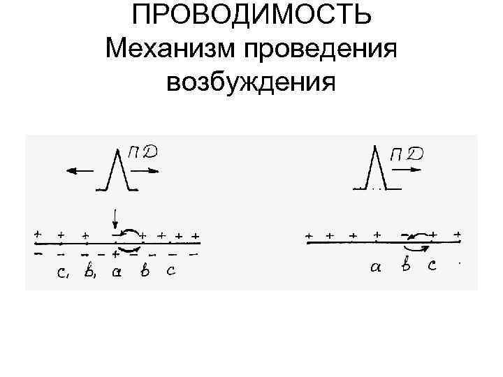 ПРОВОДИМОСТЬ Механизм проведения возбуждения 