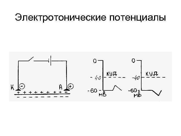 Электротонические потенциалы 