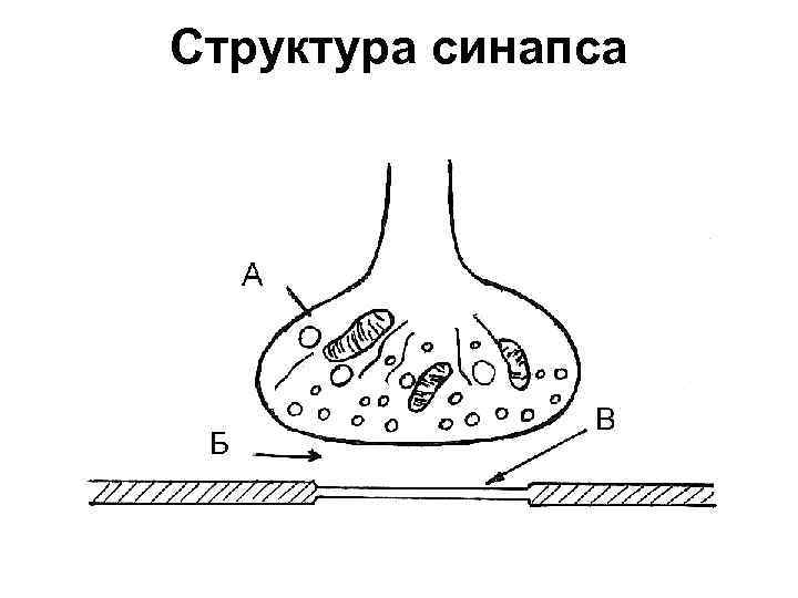 Структура синапса 