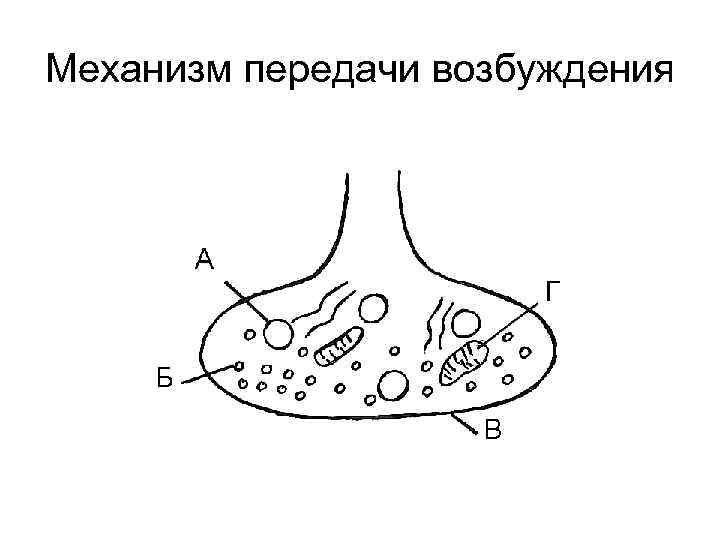 Механизм передачи возбуждения 