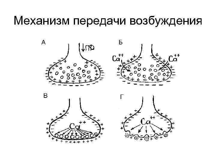 Механизм передачи возбуждения 