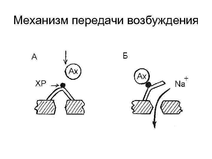 Механизм передачи возбуждения 