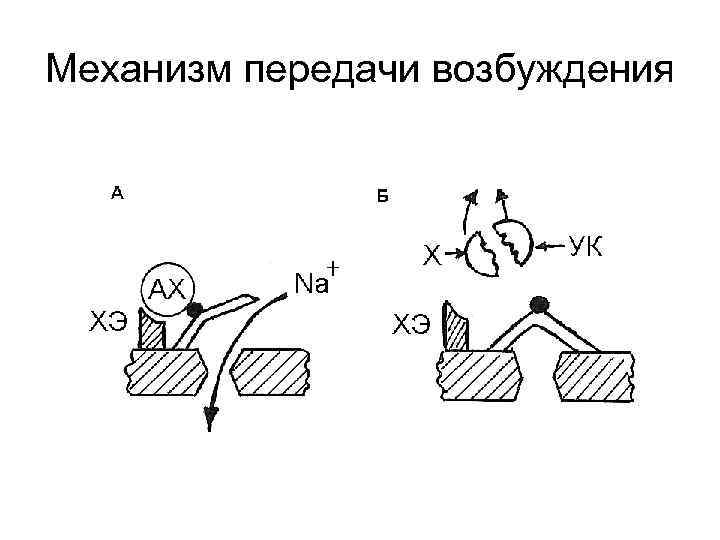 Механизм передачи возбуждения 