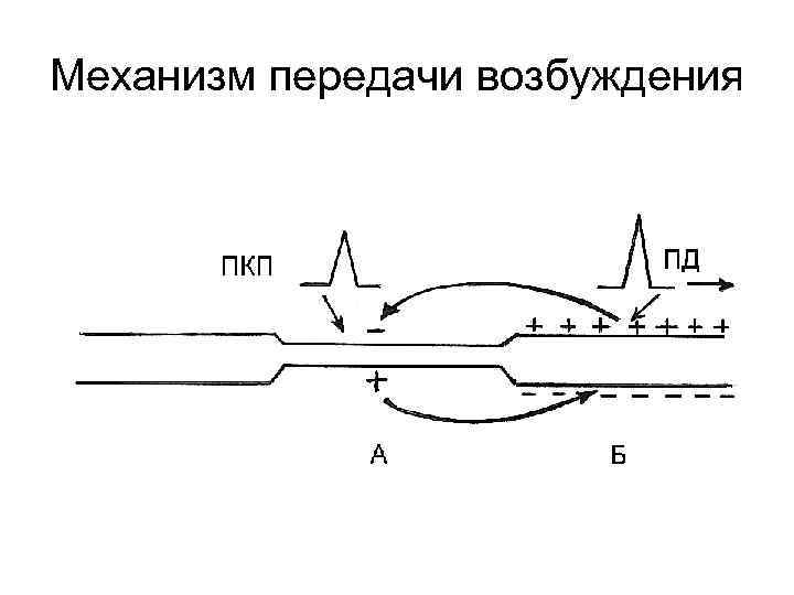 Механизм передачи возбуждения 