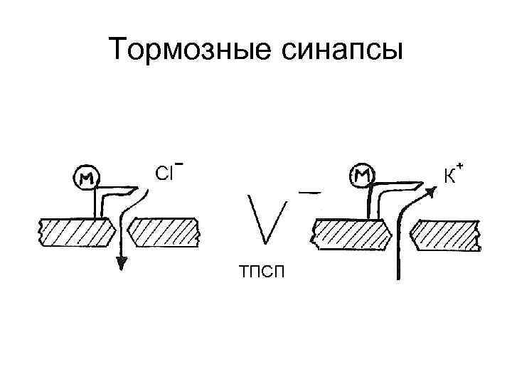 Тормозные синапсы 