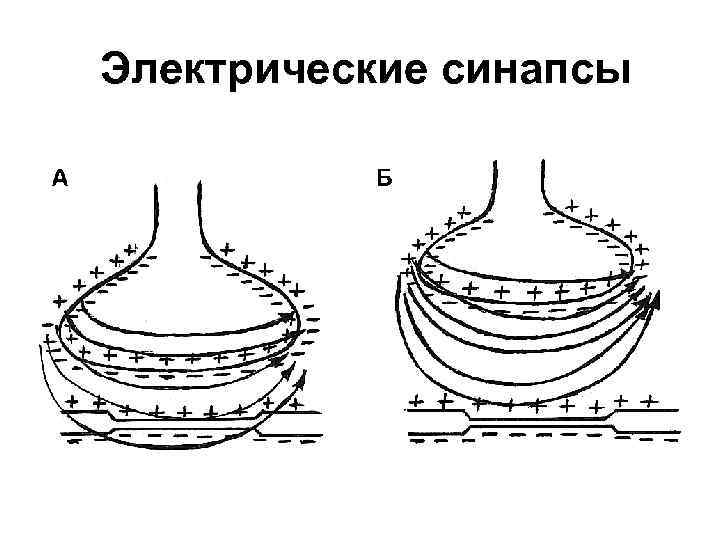 Электрические синапсы 