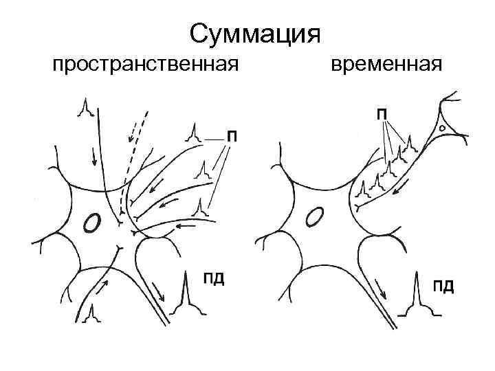 Суммация пространственная временная 