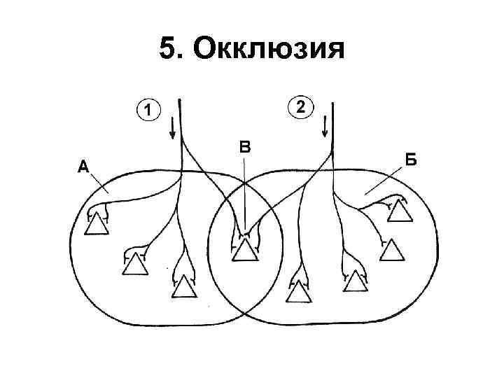 5. Окклюзия 