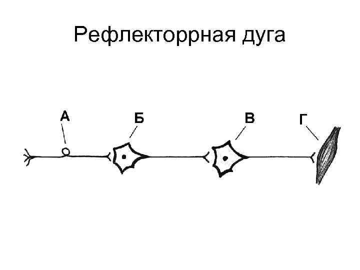 Рефлекторрная дуга 