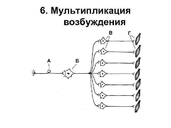 6. Мультипликация возбуждения 
