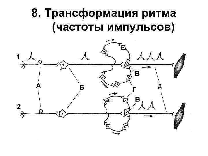 8. Трансформация ритма (частоты импульсов) 