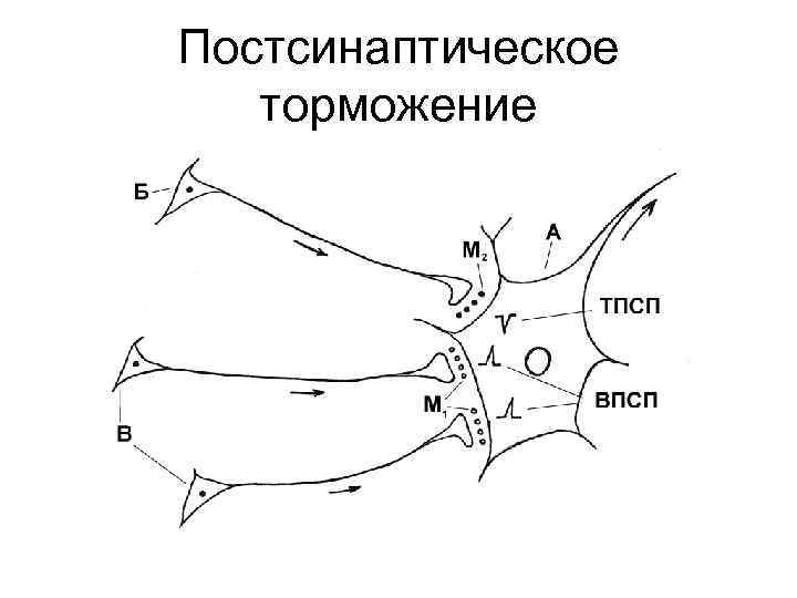 Постсинаптическое торможение 
