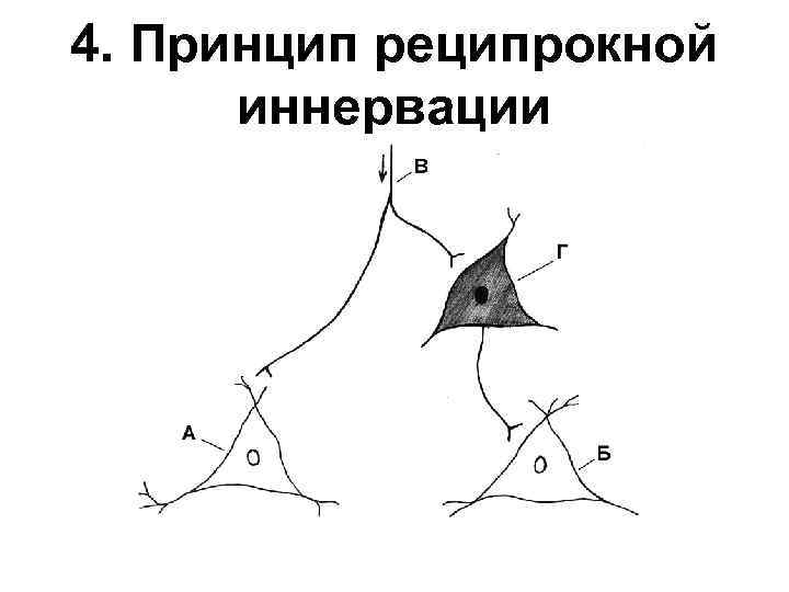 4. Принцип реципрокной иннервации 
