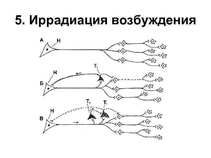 5. Иррадиация возбуждения 