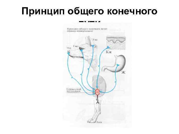 Принцип общего конечного пути 