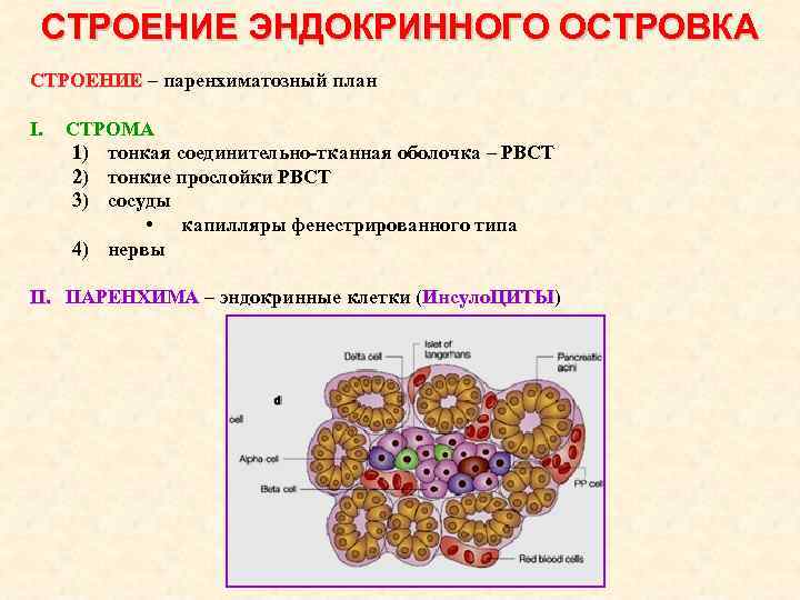 СТРОЕНИЕ ЭНДОКРИННОГО ОСТРОВКА СТРОЕНИЕ – паренхиматозный план I. СТРОМА 1) тонкая соединительно-тканная оболочка –