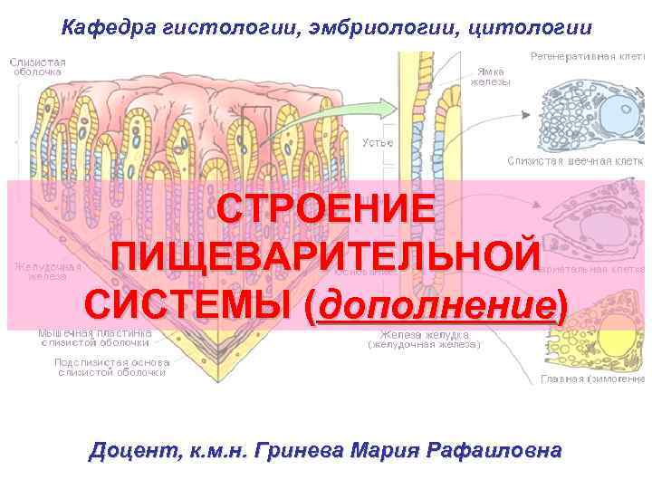 Кафедра гистологии, эмбриологии, цитологии СТРОЕНИЕ ПИЩЕВАРИТЕЛЬНОЙ СИСТЕМЫ (дополнение) Доцент, к. м. н. Гринева Мария